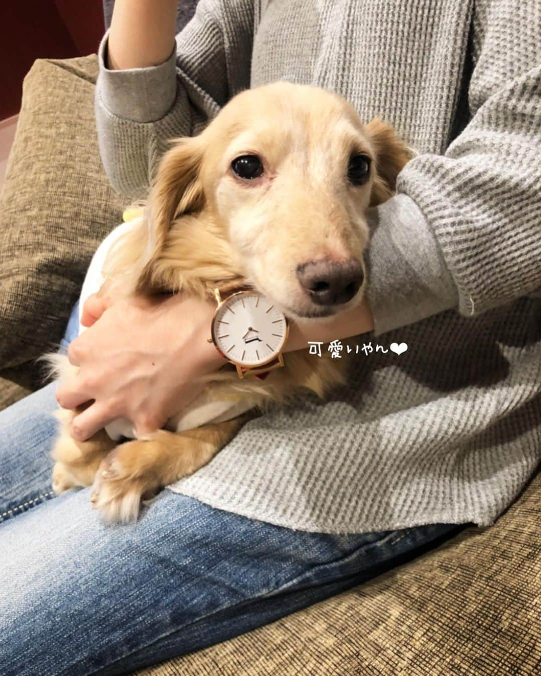 チズさんのインスタグラム写真 - (チズInstagram)「きゃぁー💕 ダックス好きには堪らない❤️ @doxiewatches_japan より 可愛い時計が届きました🐶💯  デザイナーさんの愛犬を モチーフにされたとか✨ ダックスの短足の様な短い針 可愛い過ぎます😍  sqi.chizuにて20％OFF になります(*´∇｀*)❤︎ お会計時に入力してね✌🏻  #ドキシーウオッチ #doxiewatches  #ダックスグッズ#腕時計⌚️#PR  #Mダックス#ダックス#ミニチュアダックス #親父犬#シニア犬#ミニチュアダックスフンド #ミニチュアダックスクリーム#短足部 #短足犬#カニンヘンダックス #ダックス14歳#カニンヘンダックスフンド#犬は家族#犬のいる生活#シニアライフ#インスタでわんこみるのが日課 ♡♡」10月9日 20時11分 - sqi.chizu