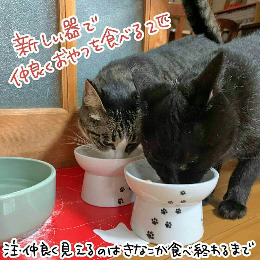 猫壱（ねこいち•ネコイチ）さんのインスタグラム写真 - (猫壱（ねこいち•ネコイチ）Instagram)「【#猫マンガ 】 ▫ 猫の方が人間よりも優先度が高いのです✨ ▫ ▫ #人より猫 #猫あるある  ▫ ▫ :::::::::#猫壱 ::::::: 猫壱は猫と人との暮らしの向上を目指して猫グッズの開発に取り組んでいます♪ きなナノちゃんが使ってくれているのは#ハッピーダイニング #脚付きフードボウル 猫柄でした✨ ▫ 気になる方は @necoichicojp をチェックしてみてくださいね！ ▫ ▫ 【Special thank-you @86palpal 💕💕💕💕】」10月9日 20時12分 - necoichicojp
