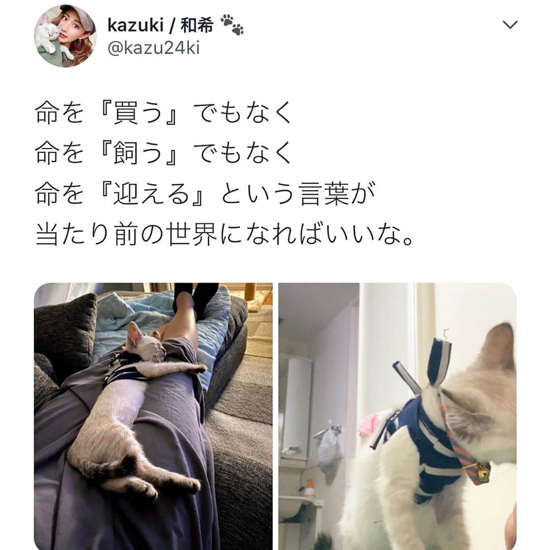 照井和希さんのインスタグラム写真 - (照井和希Instagram)「Love @kumamochuyu 🐾  ． 彼らは、紛れもなく大切な 『家族』だから ． ． ． ． #保護犬を家族に #保護猫を家族に #数値規制  #保護猫と暮らす #保護犬を家族に迎えるという選択肢 #家族」10月9日 20時23分 - kazu24ki