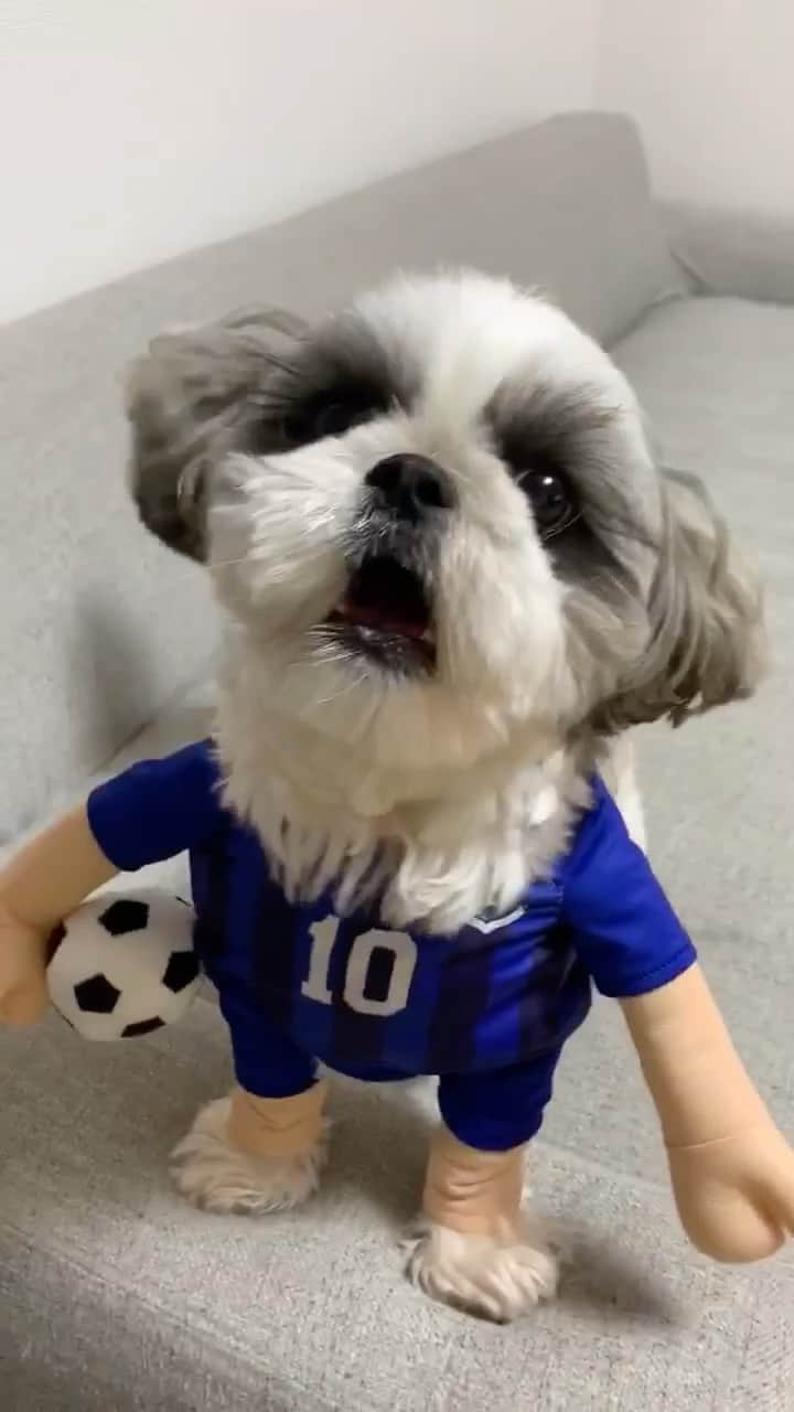 のインスタグラム：「Protesting the referee 🙅‍♂️🟨🤣⚽️ ・ 10ヶ月ぶりの日本代表の試合⚽️ ・ 僕も戦うよ🐶👍 ・ いくら選手、審判に抗議をしてイエローカードです🙅‍♂️🟨 ・ ・ #サッカー #football #soccer #日本代表 #シーズー #シーズー好き #シーズー大好きクラブ #シーズー犬好き部 #シーズー大好き部 #シーズー犬 #シーズー大好き #シーズーlove #シーズー部 #ロングまつ毛ワンコの会 #いぬのきもち #鼻ぺちゃ犬 #短足犬 #いぬすたぐらむ #shitzu #shitzumania #shihtzuclub #shihtzuloves #shihtzulovers #shihtzusgram_feature #shihtzugram #yellowcard」