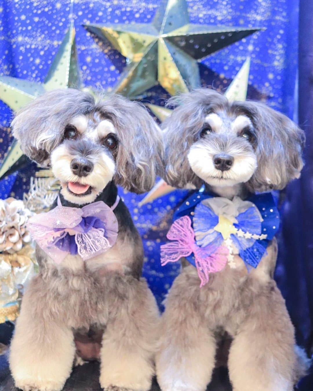 のインスタグラム：「⑅︎◡̈︎* ・ 今日はトリミングでした！ マーブルとイヴです🐾 こんばんワン٩( ´◡︎` )( ´◡︎` )۶ ・ 新しくopenした @polaris_dog さんでトリミング♪ イヴがパピーの頃からお世話になっている星くんのお店です！ ・ サロンオープンおめでとうございます♥︎︎∗︎*ﾟ これからもマーブルとイヴを可愛くしてください♪ ・ さてさて〜 明後日10月11日に開催予定のTHE genic DAYに向けて着々と準備をしておりますが、お天気が心配ヾ(≧︎∪︎≦︎*)ﾉ〃 予想が二転三転しております。 明日土曜日の午前中の予想を踏まえて開催可否を判断いたします！ ・ どうか、どうか、 日曜日は雨マーク☂️なくなりますように！ ・ #ポラリスドッグ　 #トリミング  #トリミングサロン #わんこイベント  #canonkissx9i  #dogenic #わんことおでかけ #doglife #doglover #inuくらぶ_jpn #しゅなら部 #ミニチュアシュナウザー #ミニシュナ #シュナウザー #miniatureschnauzer #schnauzer #schnauzerofinstagram #schnauzer_lovers #schnauzer_of_instagram #asianfusiongrooming #inulog  #todayswanko  #inutokyo  #only_one_wan  #paw_smile_pictures #dogsta #insta_dog #うちの子可愛く撮り隊 #わんこカメラ部 #wooftoday」