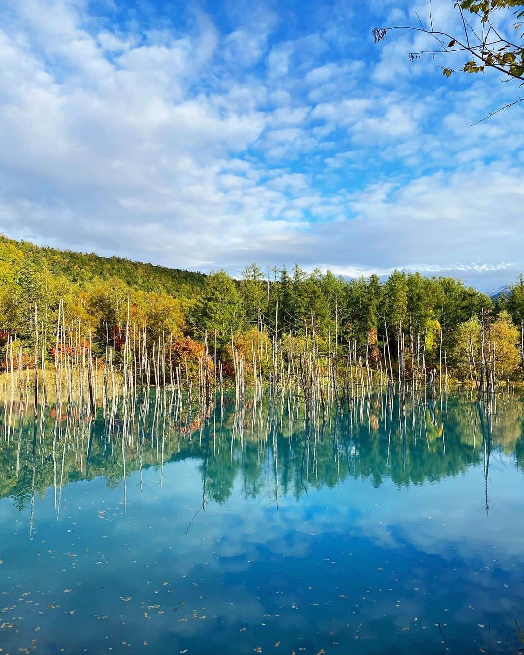 伊藤実祐さんのインスタグラム写真 - (伊藤実祐Instagram)「. . 北海道旅行✈️ 🦀💓 . . 📍青い池 . ほんまに、青すぎてびっくりした！ ( 🗣3枚目iPhone純正カメラ ) . 夕方の、雨上がりのちょいと曇り空。 で、この綺麗さ😳👏🏻 . 晴れ日の午前中やったら、もっと綺麗やろな ... ♥ . 札幌から3時間ぐらいかかるけど、行ってよかった😌💭 . . 北海道、ほんまにいちいち景色が最高すぎる。 ただ車で走ってるだけでも、あちこち絶景🥺♥️ . . #北海道 #北海道観光 #北海道旅行 #北海道グルメ #札幌 #札幌グルメ #すすきの #青い池 #旅行 #国内旅行 #旅行好き女子 #メイク #カラコン #マツエク#秋メイク #イエベ秋 #ゴールドアクセサリー #シルバーアクセサリー #Nexter #ネクスター #Nextercreatist #伊藤実祐 #いとうみゆ #みゆちゃい . . 余談。 青い池ついて、めっちゃ雨降ってたけど、 雨女のみゆが ちょっと雨止むまで仮眠とるわ！ で 寝て2分も経たんうちに晴れた😳😳😳☂️🌈 . どんだけ。すっからけっち。#雨女 .」10月9日 20時51分 - miyu.61