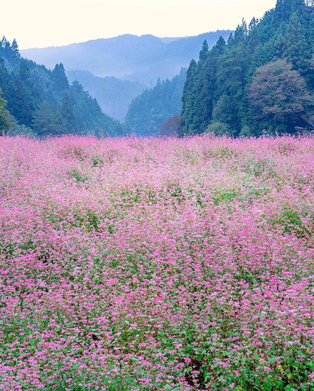 旅行メディア・じゃらん〈公式〉さんのインスタグラム写真 - (旅行メディア・じゃらん〈公式〉Instagram)「#赤蕎麦 日本でも珍しい赤そばの花。 一面のピンクの絨毯のように広がっています。 . . ━━━━━━━━━━━━━━━ 📍 岐阜県「福地いろどりむら」 📷 photo by @nori_paseo 📅 2020.10.04 ━━━━━━━━━━━━━━━ 📎 【 #じゃらんおすすめ_東海 】 おでかけの参考に、ピックアップしたお写真をエリア別でまとめました！ ━━━━━━━━━━━━━━━ . . #jalan_travel　をつけていただいた中からpick upしました🔍 素敵なお写真をありがとうございました😍 . . ☑ 新型コロナウイルス感染症拡大防止の観点から、各自治体により自粛要請等が行われている可能性があります。お出かけの際は、お住まいやお出かけされる都道府県の要請をご確認の上、感染拡大の防止に充分ご配慮いただくようお願いいたします。また、日々状況が変化しておりますので、事前に各施設の最新情報をご確認下さい。 ☑ #jalan_travel をつけて、ぜひ今までの旅行先の思い出写真を投稿してください。このアカウントでご紹介させていただきます。(じゃらんニュースでも紹介される可能性があります） . . . . . . #岐阜 #gifu #蕎麦 #花畑 #東海 #じゃらん #観光 #観光地 #観光スポット #旅行 #旅行好きな人と繋がりたい #旅行好き #写真好きな人と繋がりたい #ファインダー越しの私の世界 #Japan #travel #travellers #trip #jalan #japantravelphoto #japantrip #japantravel #jalan_pink」10月9日 21時02分 - jalan_net