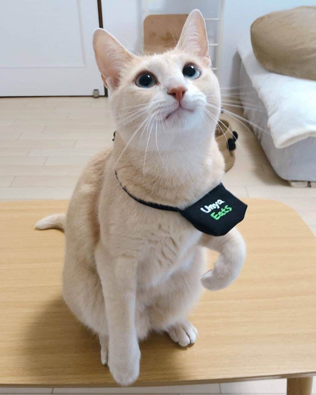 PECOねこ部さんのインスタグラム写真 - (PECOねこ部Instagram)「「お届けするにゃ✨」 . #話題の宅配サービスも #とうとう #猫の手を借りだした！？ #きなこくんのウーニャーイーツ #我が家にもお届けお願いします〜💕 . 素敵な投稿してくださったのは… @mochi_ryoko さん 他にも素敵なお写真がたくさんあるので、ぜひ遊びに行ってみてくださいね♪  #ペコねこ部 をつけて投稿すると… PECOのSNSで楽しくご紹介させていただきます😋  #ねこ #猫 #ネコ #ねこ部 #にゃんこ #かわいい #cat #cats #catsofinstagram #cats_of_instagram #catstagram #kawaii #meow #catlover #宅配サービス #猫の手も借りたい #ウーニャーイーツ」10月9日 21時00分 - pecocats