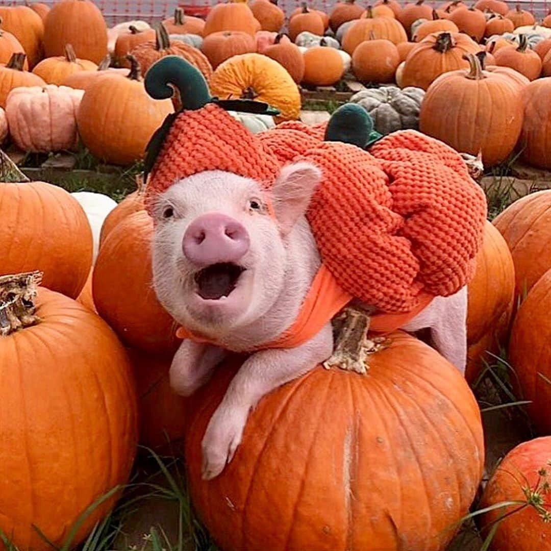Priscilla and Poppletonさんのインスタグラム写真 - (Priscilla and PoppletonInstagram)「Oink My Gourdness! It’s the great Pumpkin Pennington!🐷🎃#cutestpumpkininthepatch #PiggyPenn #PrissyandPop」10月9日 21時00分 - prissy_pig