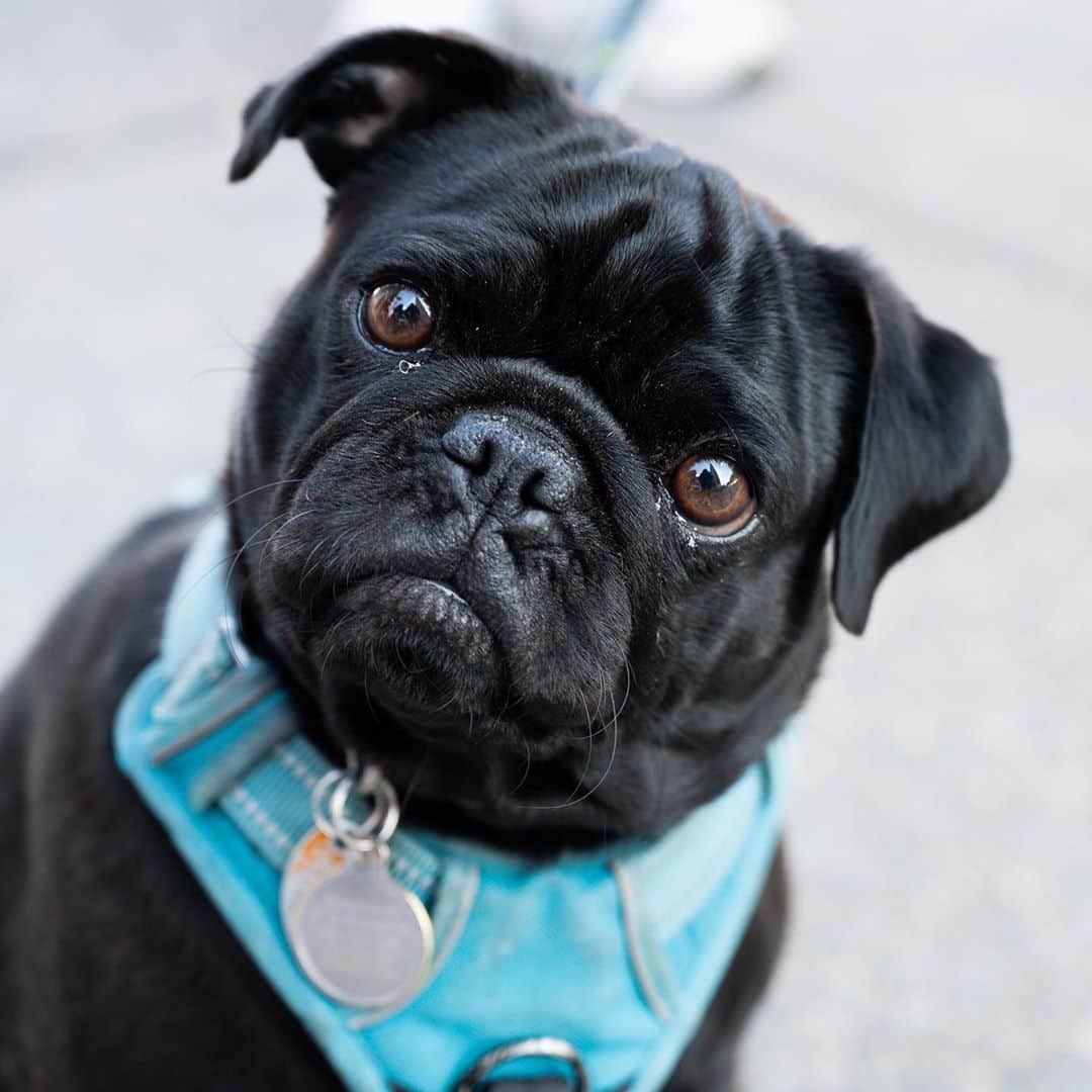 The Dogistさんのインスタグラム写真 - (The DogistInstagram)「Wilbur, Pug (3 y/o), W 4th & 6th Ave., New York, NY • “He doesn’t wait, catch, or listen. He also lives with cats and thinks he is one.”」10月10日 6時32分 - thedogist