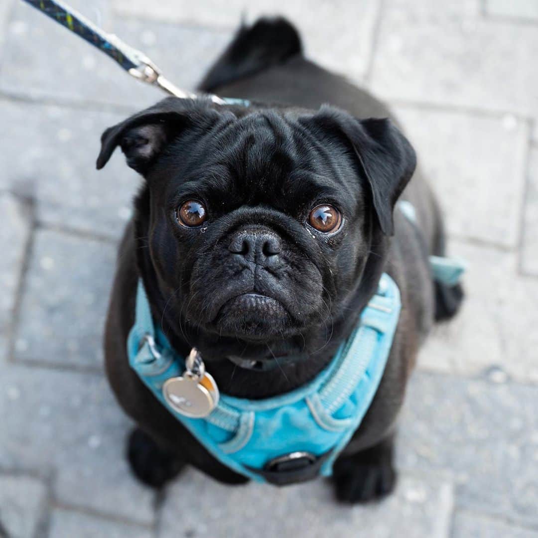 The Dogistさんのインスタグラム写真 - (The DogistInstagram)「Wilbur, Pug (3 y/o), W 4th & 6th Ave., New York, NY • “He doesn’t wait, catch, or listen. He also lives with cats and thinks he is one.”」10月10日 6時32分 - thedogist