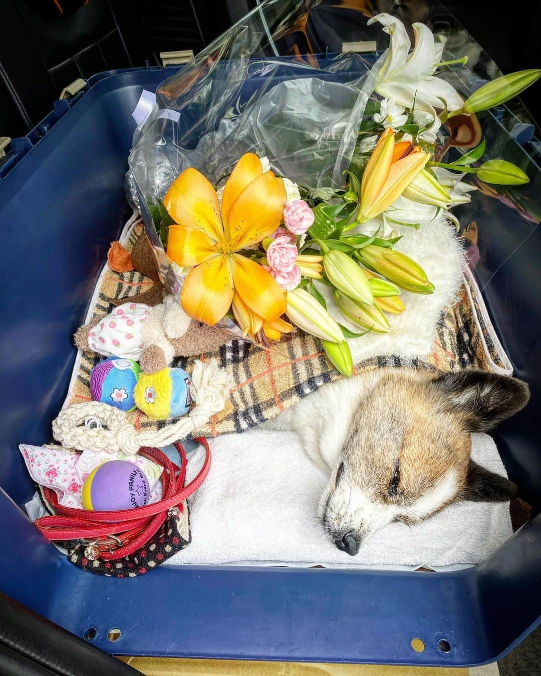 村上隆さんのインスタグラム写真 - (村上隆Instagram)「My beloved dog POM passed away at 9:34 am on October 3. 🙏 I join my hands in prayer. 😭 My username is takashipom, which combines my and POM’s names. With POM gone, I feel indescribable sadness as though I have lost half of me.  POM was born on the island of Yoron, close to Okinawa. The first time I ever visited the island, I met her as one of the many puppies just born in the corner of a hotel. Of the seven puppies, I brought four back with me to Tokyo and gave three away to my friends, keeping POM with me.  Until I started living with her, I had no clue how a dog can take up such a significant place in our lives. And now with her gone, I’m at a complete loss as to what to do next. Perhaps this is a common conundrum with pet owners… Should I get a new dog? Or should I live with POM’s memory in my heart and continue to mourn her? I honestly don’t know what I should do. I have to say, though, that for the last year and a half of her life, POM was battling cancer, and one of my studio staff was kindly taking care of her, bringing her to the vet and getting her through surgeries. I felt so bad to see POM go through it all, and did question myself whether it was really the right thing to do. Though POM may be gone, I will not change my username takashipom.   But this is so sad. So profoundly sad. It didn’t hit me immediately after her death, but as more time passes, my sense of loss seems to spread wider and deeper within me. I pray for the repose of her soul, imagining the day I will eventually join her where she is. Farewell, POM!」10月10日 6時49分 - takashipom