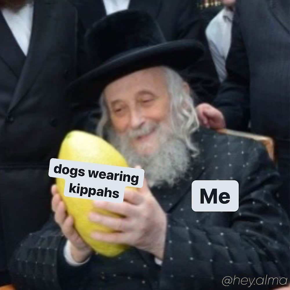 メイム・ビアリクさんのインスタグラム写真 - (メイム・ビアリクInstagram)「Literally me.   #repost from @hey.alma: The miracle of sukkot? Being every single one of these memes 🍋 (plus a blank one at the end for u to make ur own) ⁣ ⁣ Image description: Photo of an elderly rabbi gazing adoringly at a large etrog. Rabbi is labeled "me" in all slides, and the etrog is labeled (in order): dogs wearing kippahs, challah braiding videos, talking about being Jewish, Taika Waititi, obscure Jewish holiday memes, a celebrity doing something Jewish, Harry Styles saying "Shana Tova" in 2013. #taikawatiti @taikawaititi」10月10日 6時51分 - missmayim