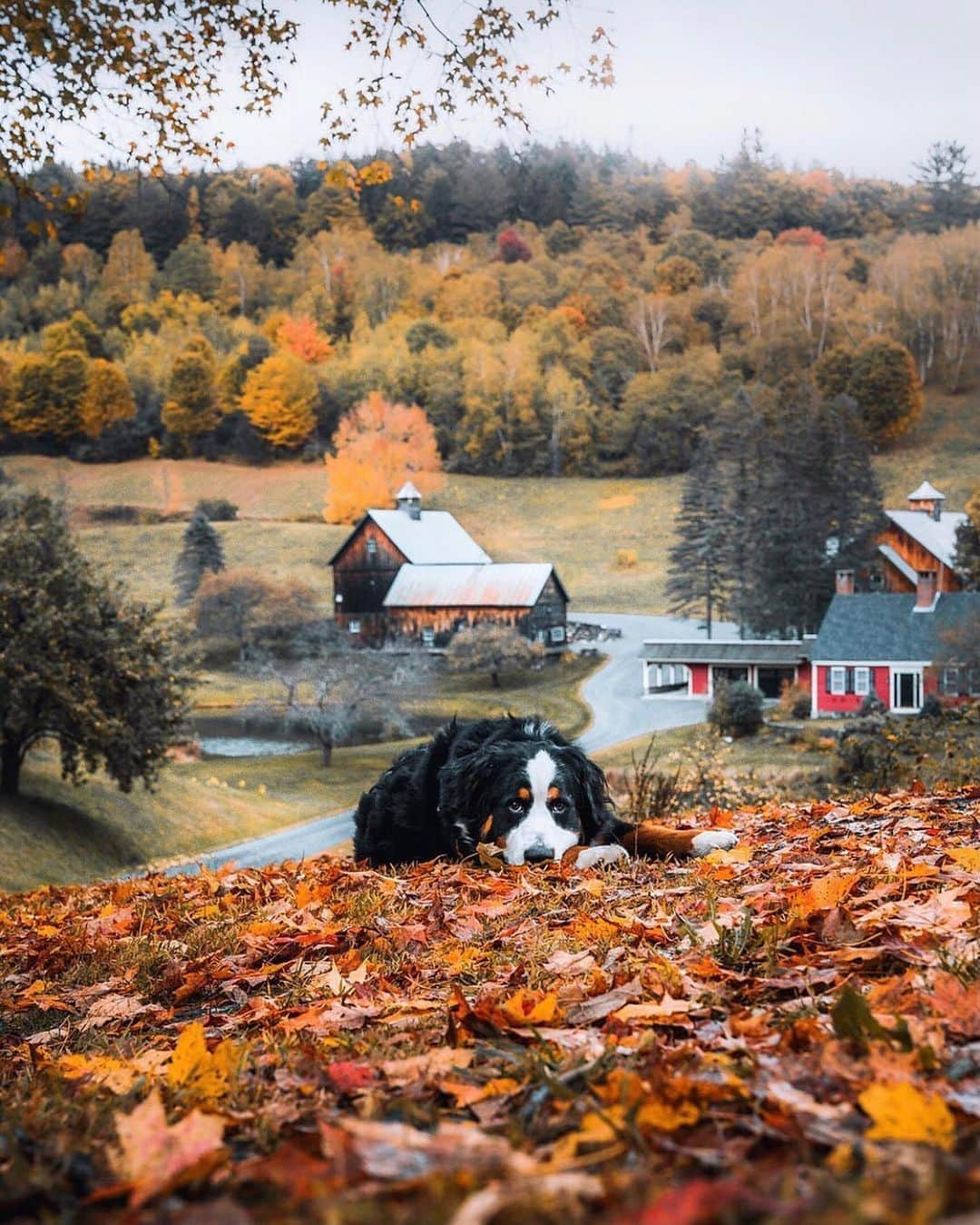 FOLKのインスタグラム：「It’s been a long week. Here’s a cute pup and all the dreamy views. You’ve earned it. Today’s favorites: 1.) @j_kreiss 2.) @lhackett 3.) @josefwittibschlager 4.) @lostcoordinate 5.) @punkodelish 6.) @rannvajoensen」