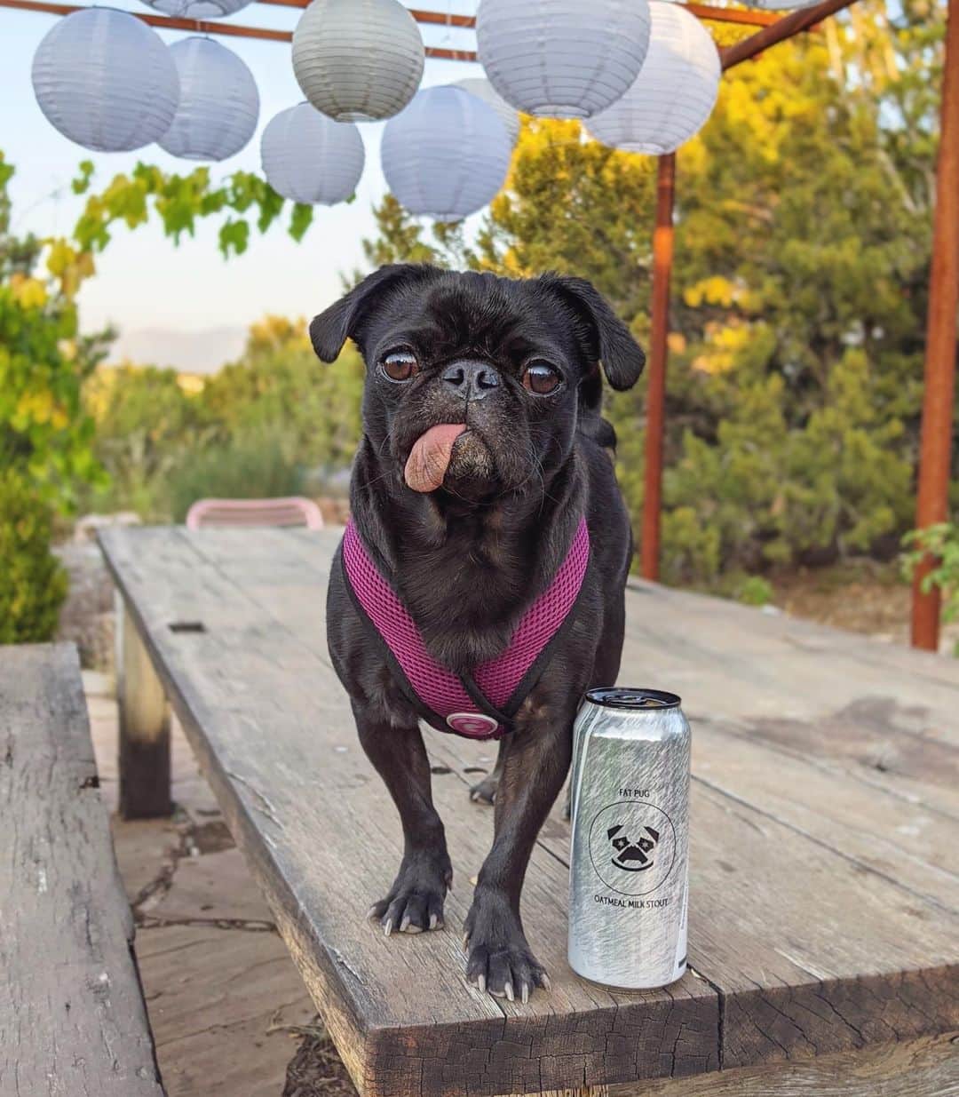 ロッコのインスタグラム：「📣WE NEED YOU! Help Otto—Master Brewpug at @maplewoodbrew set the world record for largest virtual pug meet up!📣 On Thursday, 10/15 from 6:30pm-7:30pm, @maplewoodbrew will be rounding out their Virtual Pug Week while also attempting to set the "Guinness World Record for Largest Virtual Pug Meet Up". As part of their Virtual Pug Week festivities they are hosting a Dog Costume Contest (that ends on Sunday, October 11th) and @maplewoodbrew will also hosting a virtual cocktail class! Sign up for the events via the link in their bio before it fills up! (ALL DOGGOS WELCOME).  #Pugdayproper #pug #puglife #pugstagram #pugsofinstagram #weeklyfluff #theweekoninstagram #austindogs #dogsofbark #teampixel #atx #buzzfeedanimals #speakpug #beer #imbibe #happyhour #cocktails #craftcocktails」