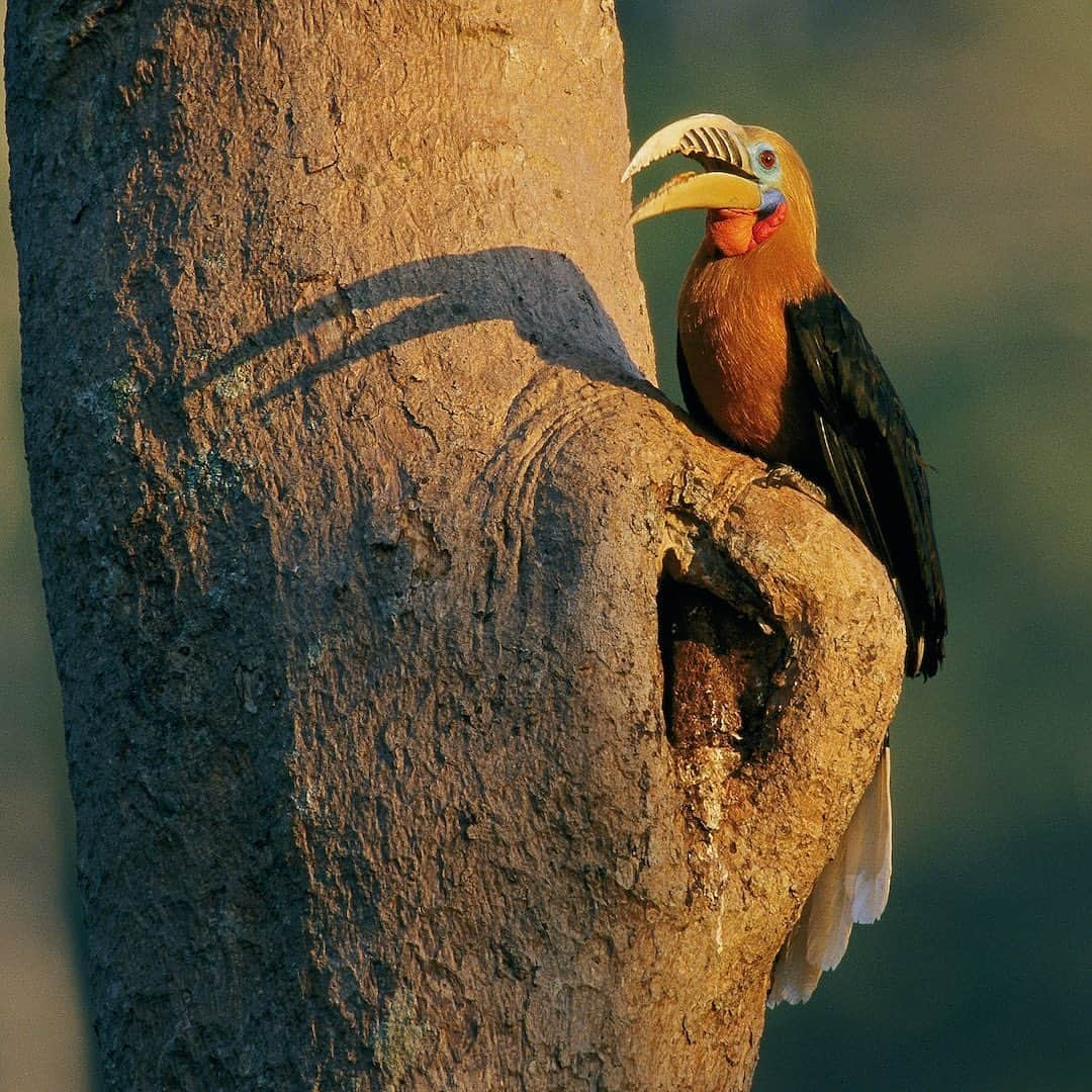 Tim Lamanさんのインスタグラム写真 - (Tim LamanInstagram)「Photos by @TimLaman.  1. Knobbed Hornbill, Sulawesi, Indonesia at its nest cavity. 2. Rufous-necked Hornbill, Thailand at its nest cavity.  Hornbills are am amazing family of 54 species spread across tropical Africa and Asia, and have been a special interest of mine for many years.  They are super important “farmers of the forest” that spread around the seeds of rain forest trees, and many species are endangered. These photos are from the “Photographic Guide to Hornbills of the World” which is the free giveaway item for my newsletter subscribers this month.  To enter all you have to do is go to the link in my bio and sign up.  Current subscribers are already entered.  I’m not one of the authors, but I’m the principal photographer for this book which has images of every hornbill species.  You can also check it out in the books section of my website www.timlamanfineart.com. #hornbill #sulawesi #Indonesia #Thailand #rainforest」10月10日 7時16分 - timlaman