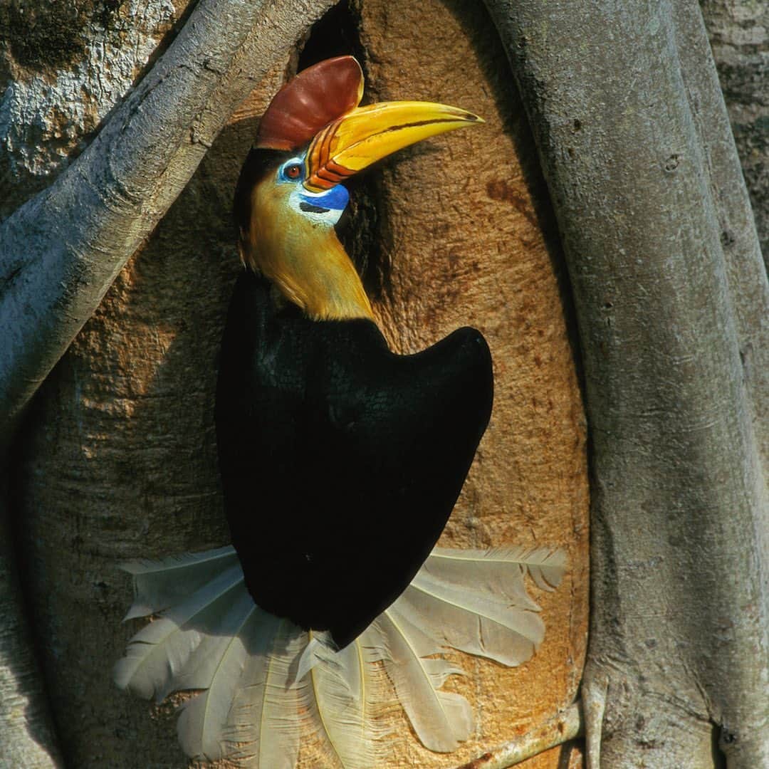 Tim Lamanさんのインスタグラム写真 - (Tim LamanInstagram)「Photos by @TimLaman.  1. Knobbed Hornbill, Sulawesi, Indonesia at its nest cavity. 2. Rufous-necked Hornbill, Thailand at its nest cavity.  Hornbills are am amazing family of 54 species spread across tropical Africa and Asia, and have been a special interest of mine for many years.  They are super important “farmers of the forest” that spread around the seeds of rain forest trees, and many species are endangered. These photos are from the “Photographic Guide to Hornbills of the World” which is the free giveaway item for my newsletter subscribers this month.  To enter all you have to do is go to the link in my bio and sign up.  Current subscribers are already entered.  I’m not one of the authors, but I’m the principal photographer for this book which has images of every hornbill species.  You can also check it out in the books section of my website www.timlamanfineart.com. #hornbill #sulawesi #Indonesia #Thailand #rainforest」10月10日 7時16分 - timlaman