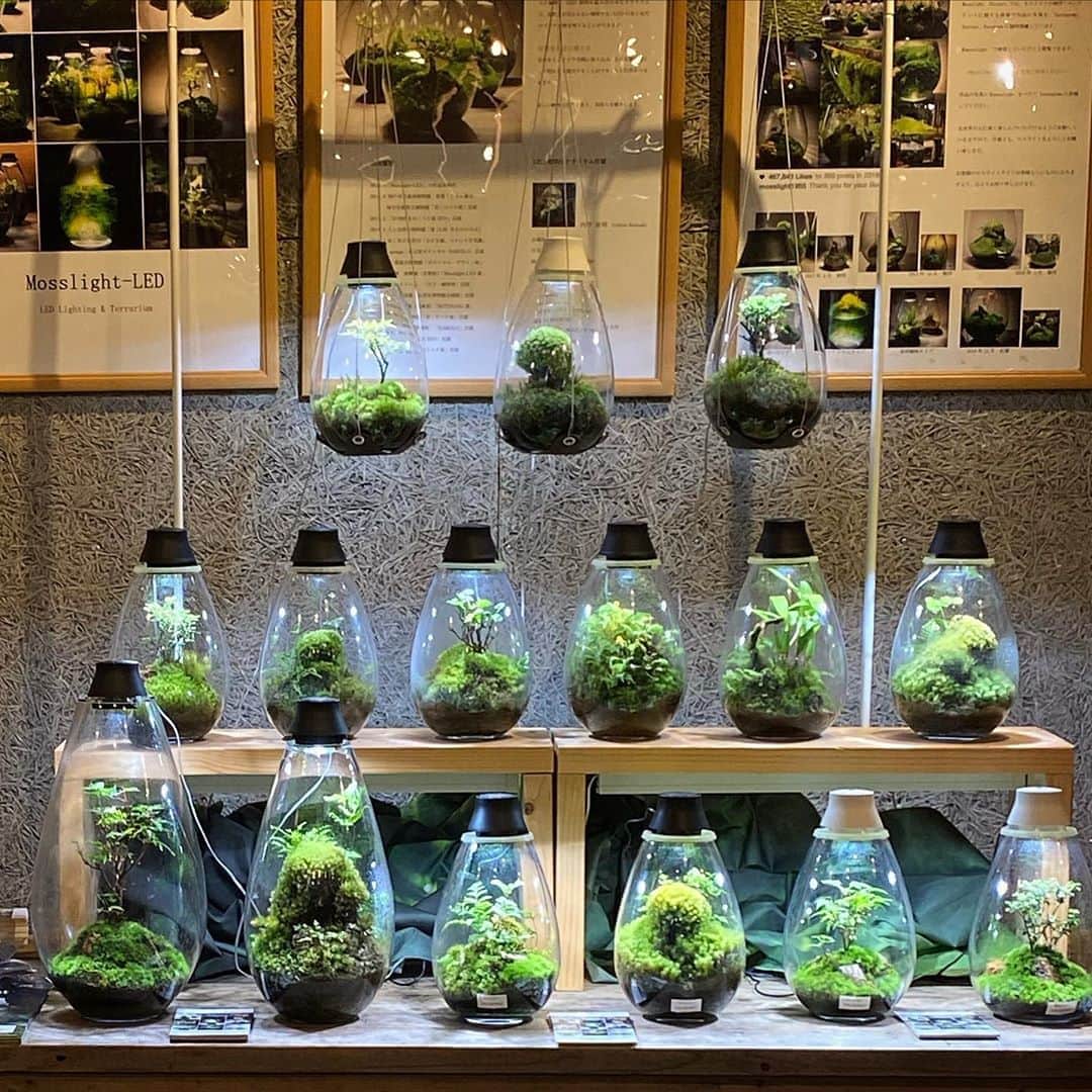 Mosslight-LEDさんのインスタグラム写真 - (Mosslight-LEDInstagram)「体験型植物イベントNABOLO vol4に参加しています。 展示販売、ワークショップ 期間:10月9日(金)〜18日(日) 場所:garage名古屋店内  @botanical_lounge   #nabolo  #mosslight#モスライト#苔#コケ#mossy#mossa#moss#terrarium #テラリウム#indoorgreen#plants#コケテラリウム#苔テラリウム#mossterrarium#mossarium#paludarium#インドアグリーン#mossdesign#garage名古屋」10月10日 7時28分 - mosslight1955