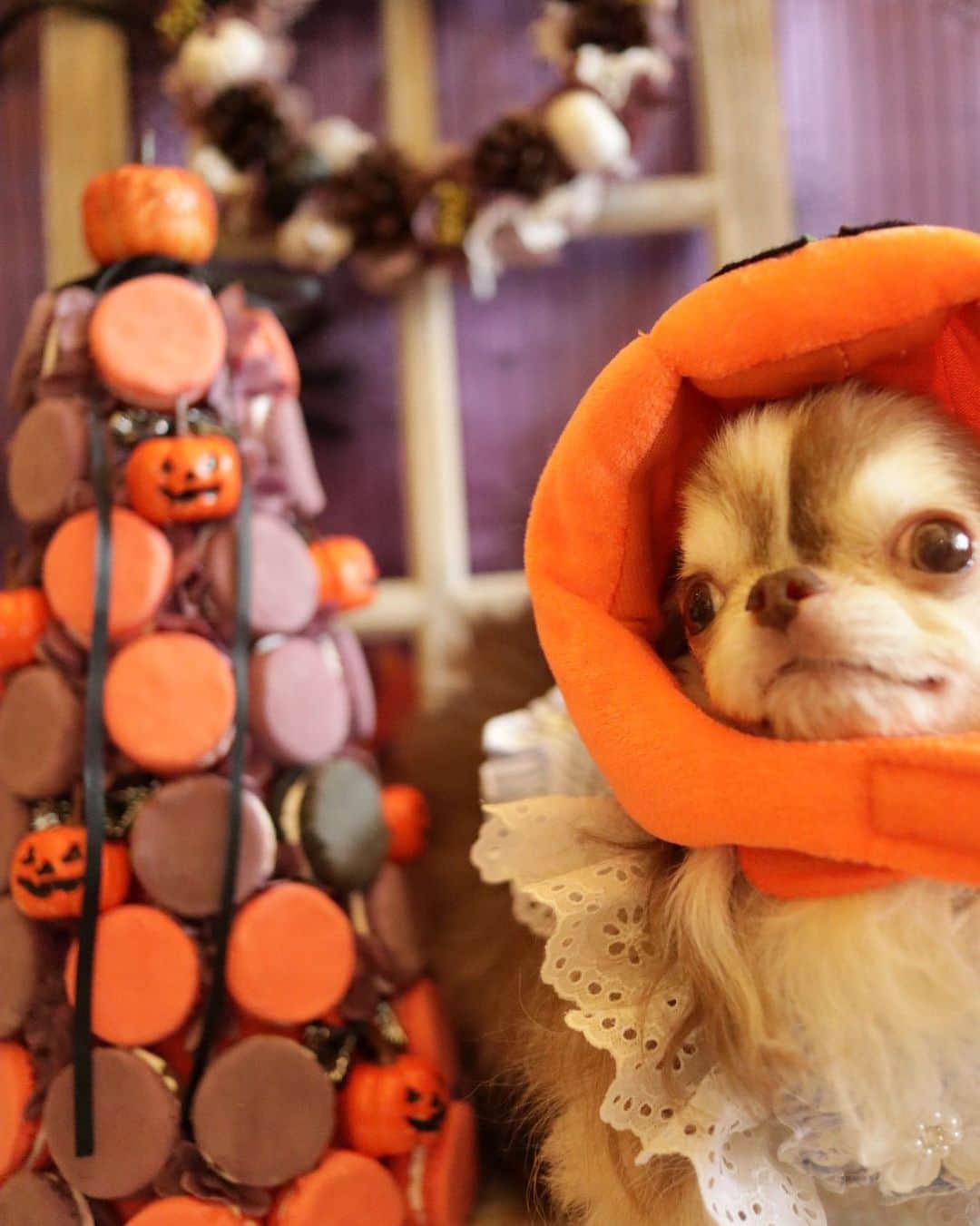 kayoのインスタグラム：「* * * ハロウィンマカロンタワー🎃 * * 美味しそう〜🙄💓 * * Lychee❤️ * * #ハロウィン #Halloween * #chihuahua#chihuahualove#dogstgram#dog#instadog#チワワ#チワワ大好き * * *」