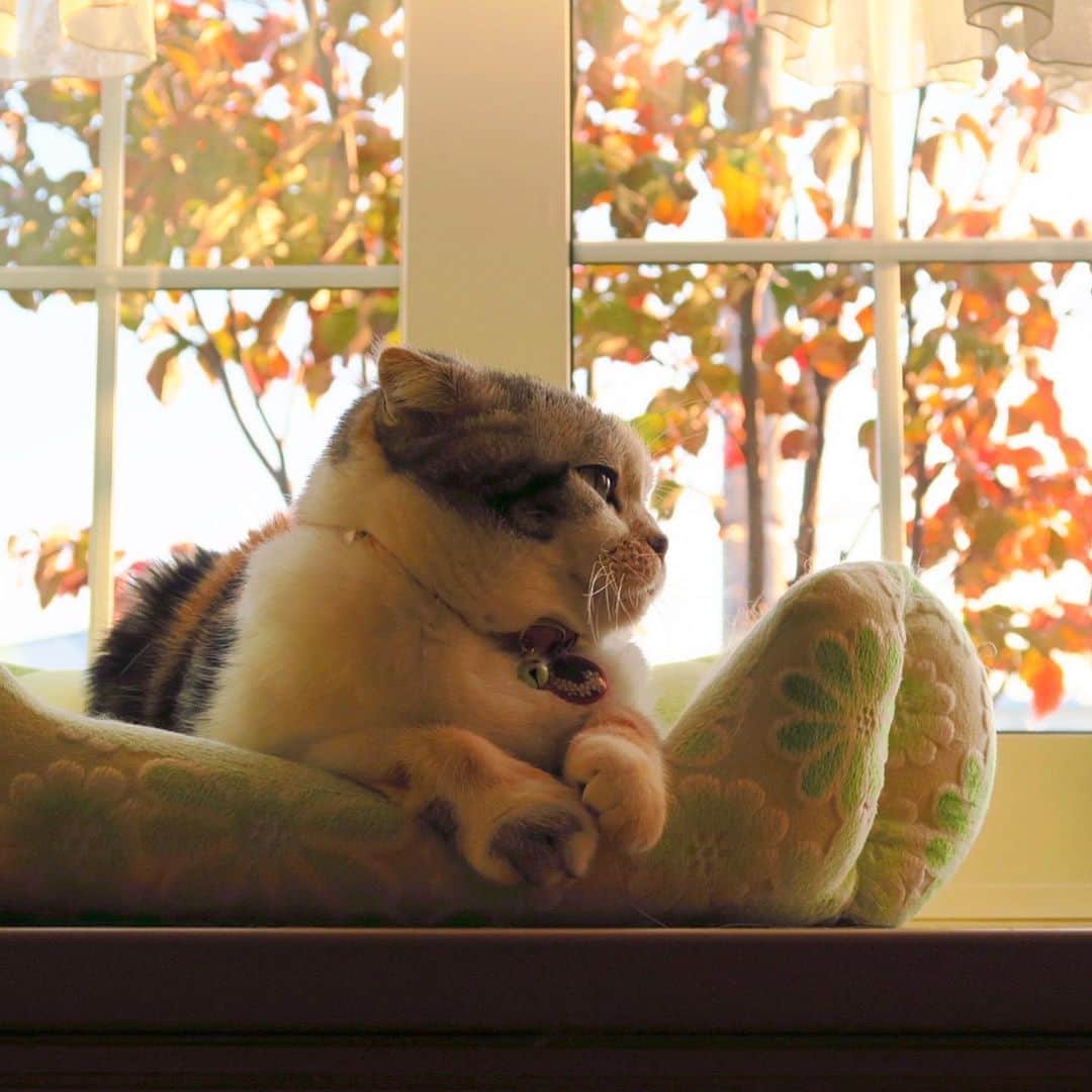 takegaeruのインスタグラム：「🍁秋まりん🍂 ホント秋が似合うね〜😊  #cat #scottishfold #猫 #スコティッシュフォールド #三毛スコ友の会」