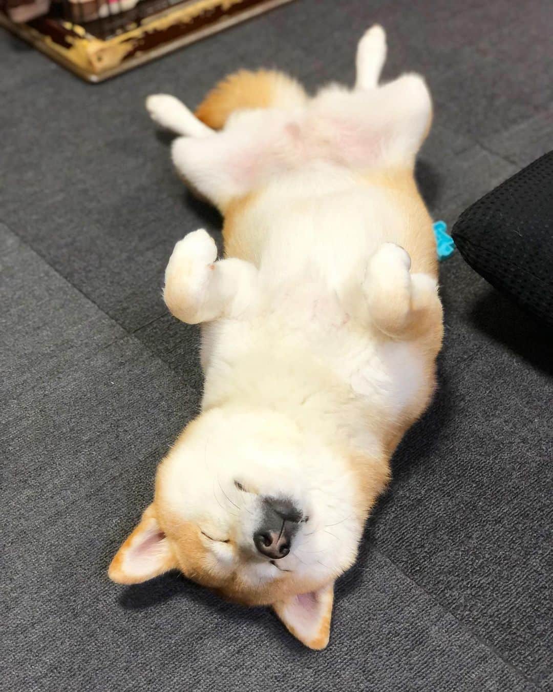 Moguのインスタグラム：「. 飼い主さんとペットに嬉しい情報や楽しい企画がいっぱいのオンラインイベント『WORLD PETS EXPO 2020』第２回が‪11/2(月)‬から開催されますなの👏 そこで行われる『 #WPE2020秋フォトグランプリ 』に、もぐはこの写真で参加しますなの📸✨ 入賞すると豪華な商品があたるそうなので、みなさんもぜひ参加してみてくださいなの🐶🎁 応募期間は10/6〜11/15で、応募方法は‪「#wpe2020秋フォトグランプリ」のハッシュタグを付けて投稿するだけですなの🐶💕‬ #wpe2020秋フォトグランプリ #睡眠の秋 #日々移ろいゆく鼻の色 . @the_shiba_mogu  #柴犬 #shibainu #shiba#赤柴 #redshiba#犬 #dog#しばいぬ#nannydog#犬と子供#子供と犬#柴犬と子供#柴#赤ちゃんと犬#犬と赤ちゃん#柴犬と赤ちゃん#赤ちゃんと柴犬#柴犬のいる暮らし#子守犬#pr」