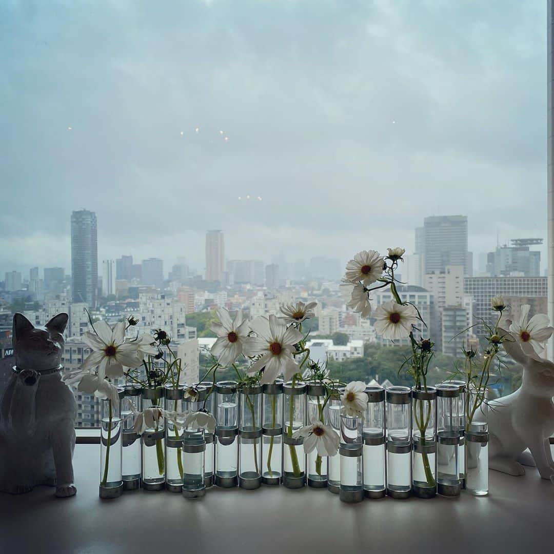 のインスタグラム：「☁️ The milky white sky...and white cosmos flowers in the white corner at home today.」