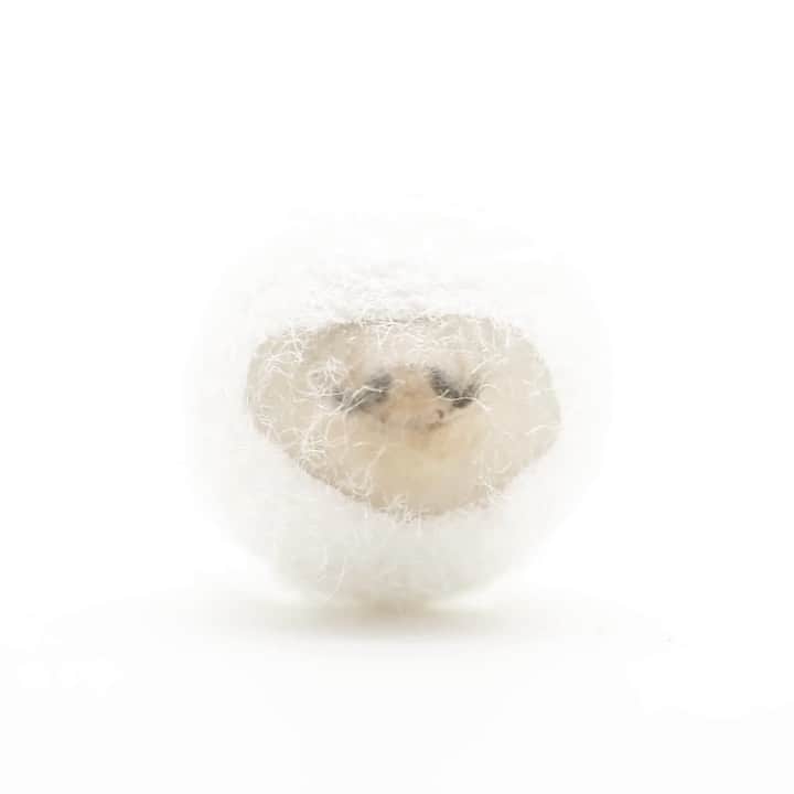 ニューヨーク近代美術館のインスタグラム：「A bombyx mori silk moth emerges from its cocoon.  Time is running out to explore Neri Oxman’s collaborative, interspecies approach to design in #MaterialEcology, on view through October 18.  "Neri Oxman: Material Ecology" presents cutting-edge projects like Silk Pavilion II —a "co-fabrication," as the designer calls it, between human and silkworms.  ​Can’t make it to MoMA? We’re bringing our galleries to you with #MoMAVirtualViews. Explore the exhibition from wherever you are at mo.ma/nerioxman --- Video courtesy of #NeriOxman and The Mediated Matter Group @oxmanofficial」