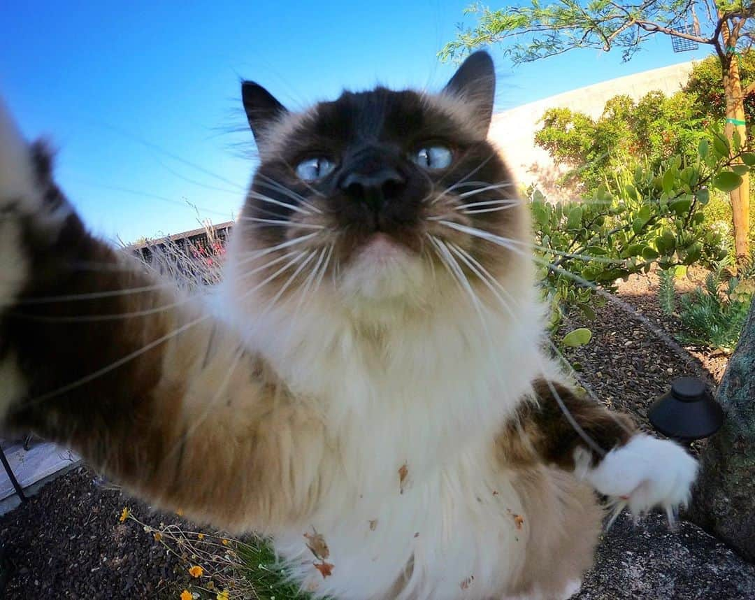 マニーさんのインスタグラム写真 - (マニーInstagram)「😼🤳 #GoPro #selfiecat」10月9日 23時57分 - yoremahm