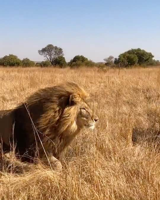 Kevin Richardson LionWhisperer のインスタグラム