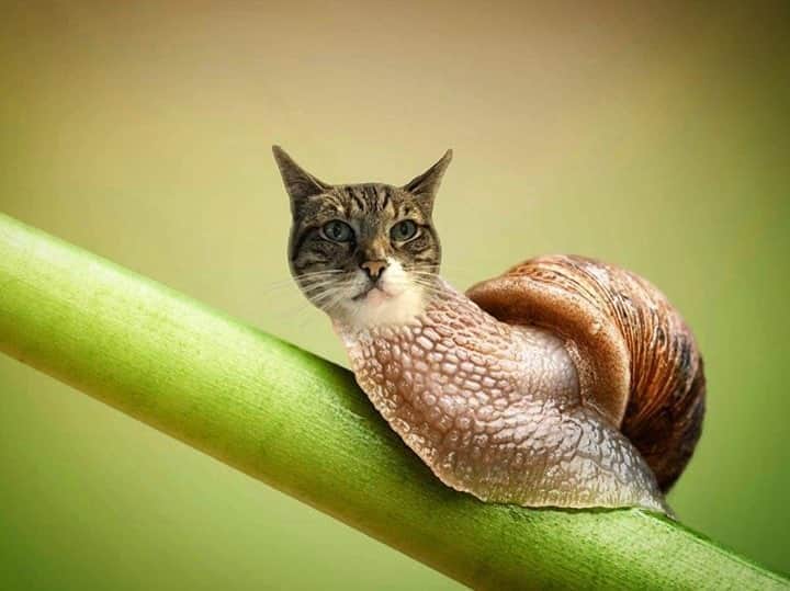 アニマルプラネットさんのインスタグラム写真 - (アニマルプラネットInstagram)「What would you call this cat/snail hybrid? Photo courtesy of @chriscolfer. #pictureoftheday #freakyfriday . . . . . . . . . . #dog #cat #caterpillar #fly #snail #weird #animalplanet #photoshop #chriscolfer #glee #animalhybrids #photosoftheday」10月10日 0時01分 - animalplanet