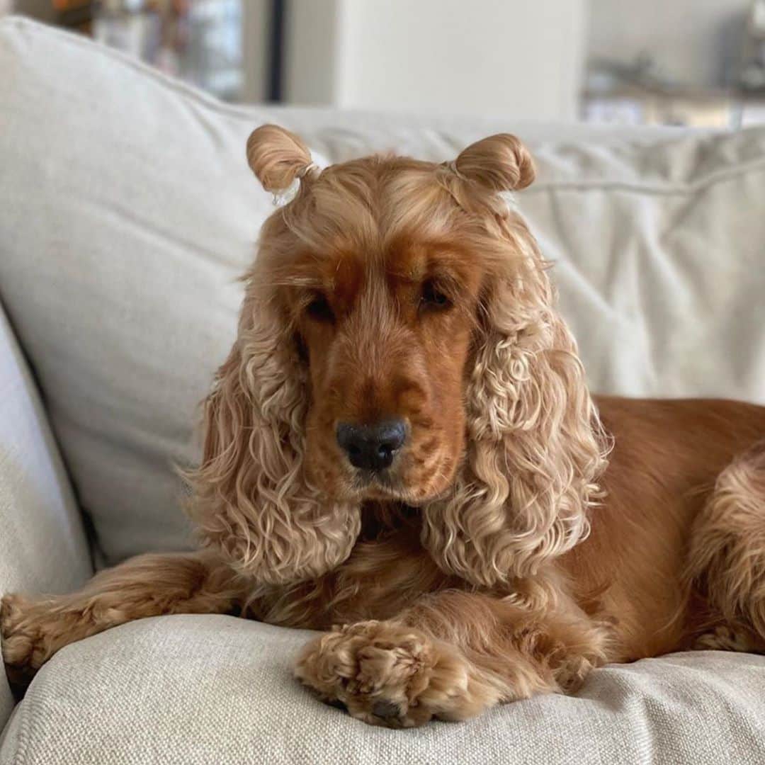 I N S T A B R A I Dさんのインスタグラム写真 - (I N S T A B R A I DInstagram)「Heading into the weekend with one goal... that my hair game can be as strong as @pollythecocker ‘s 🤣🐶  ✨  #hair #memes #funny #instagram #dog #dogsofinstagram #instadaily #instabraid」10月10日 0時22分 - instabraid