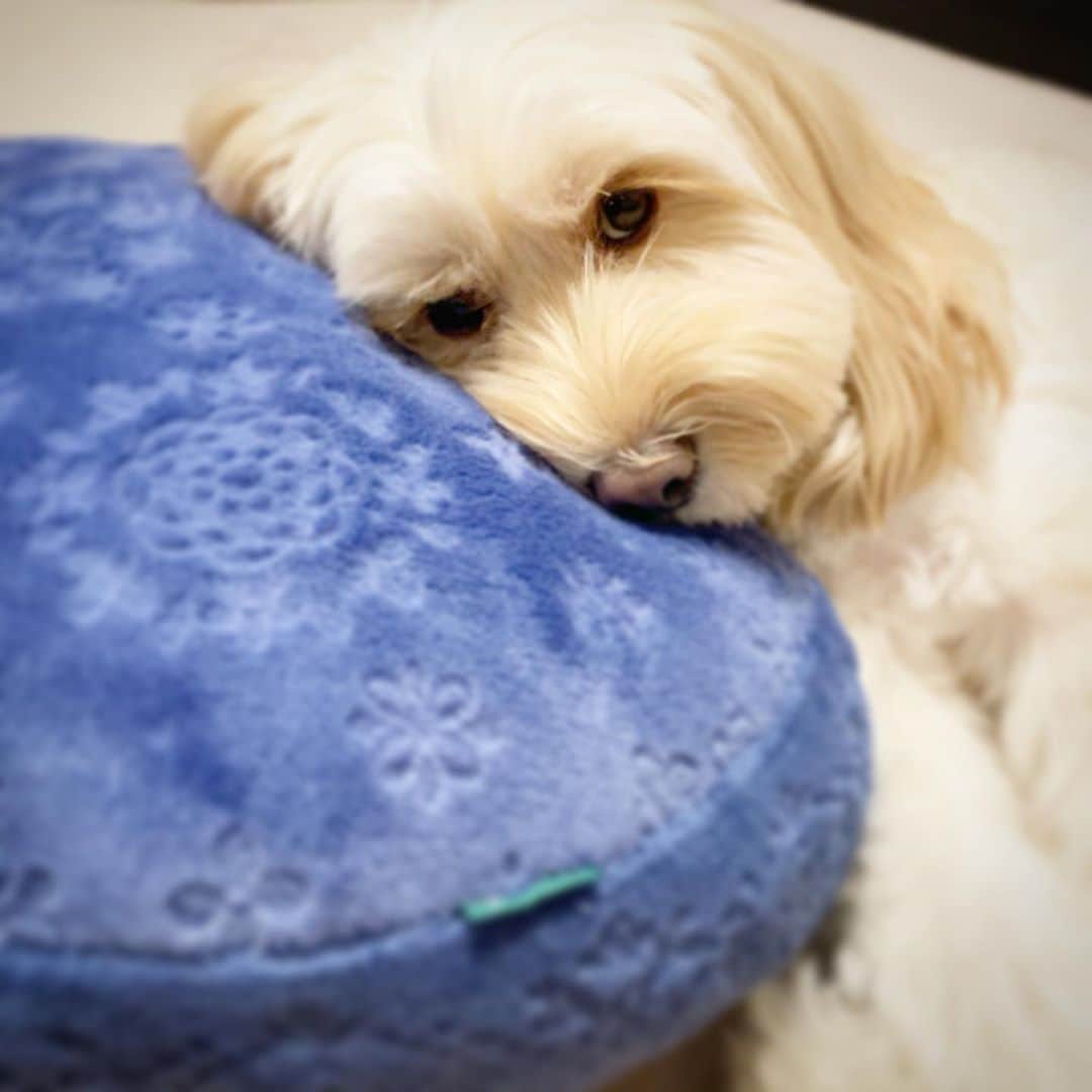 北山陽一のインスタグラム：「おやすみなさい。#きたやまおもち」