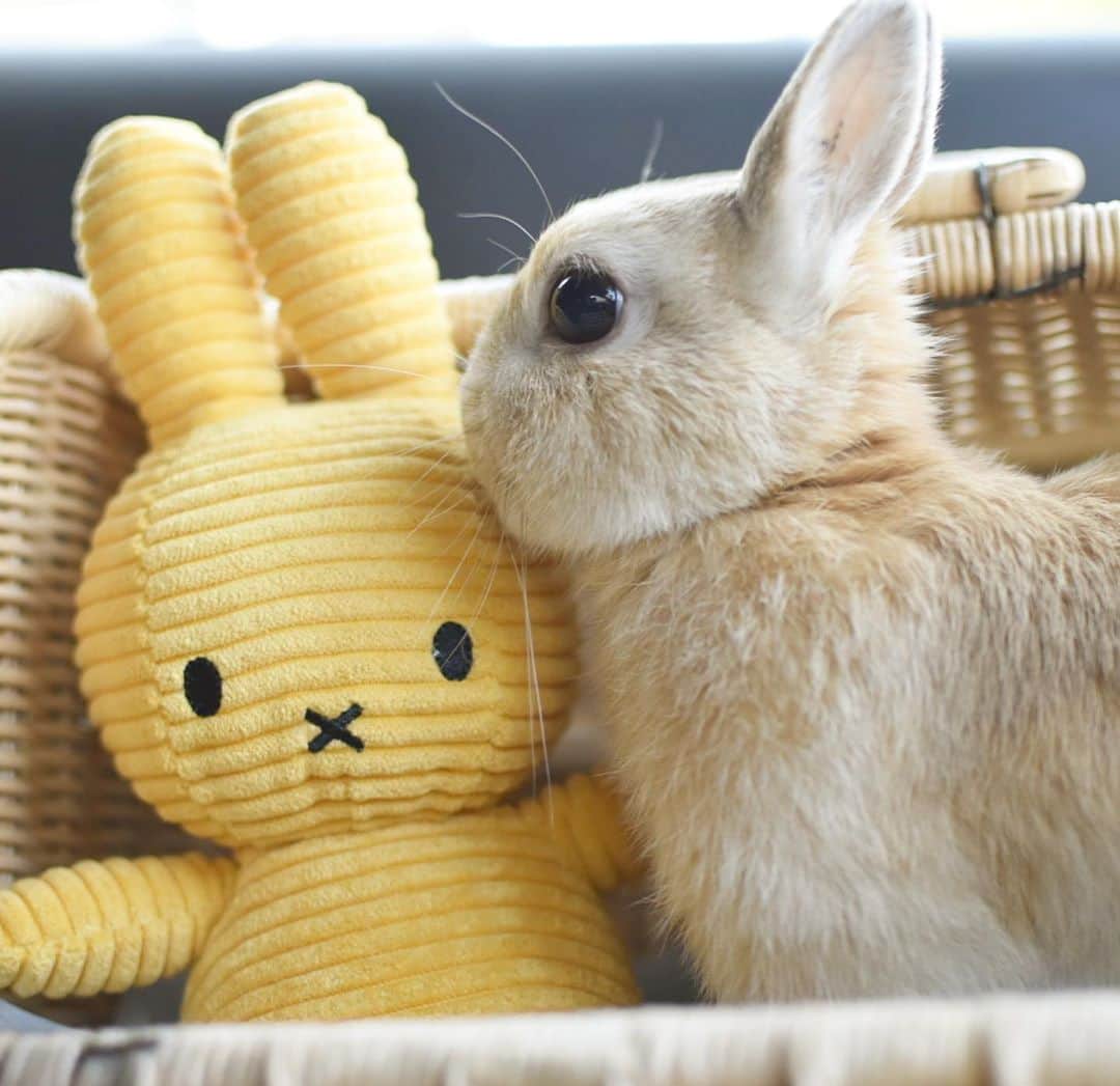 yun.ゆんのインスタグラム：「lemon.🍋 ミッフィーちゃん ぼくより… 黄色いでしゅね💛 . . 1〜3…だんだん近づいて 4…えいえい！ホリホリ〜💨 6…お口の×真似しましたよ❤︎ . . . ♪ ♪ ♪ #ミッフィー#うさぎ#ウサギ#ネザーランドドワーフ#ZIP写真部#レモン#ふわもこ部#マーチ#多頭飼い #rabbits#rabbitsofinstagram #rabbitstagram #petstagram #march#instapet#cutepetclub #instarabbit #bunnies #bunnylove #lapin #pecotv #WeeklyFluff #lemon #netherlanddwarf #dailyflufffeature#pecotv」