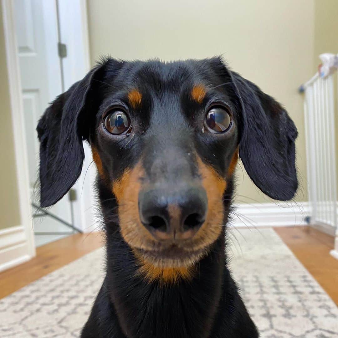 Crusoe the Celebrity Dachshundのインスタグラム：「“The eyes speak more than the mouth.. and I’m saying, gimme some heckin’ cookies!” ~ Crusoe」