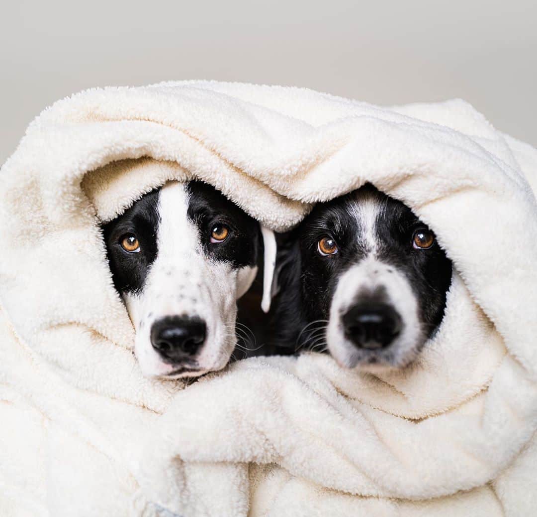Andrew Knappのインスタグラム：「Snugged up and ready for winter. My intent going into the dreary cold months this year is different. Typically I repeat my distain for it daily, like I have a choice. This year, my mantra is different. I’m just gonna practice an appreciation for the rain instead. Not like a positive-vibes-only thing, just a change in tone. Soft blankets like this make it easier.  Honestly this is the softest fleece throw in the universe, made by @tofinotowelco. They’re one of the great companies that sent me some products to use in my upcoming children’s book. All of these items will be up for raffle when the book launches next summer for a to-be-determined cause.」