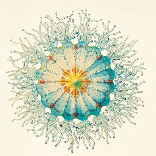 ブルックグレグソンさんのインスタグラム写真 - (ブルックグレグソンInstagram)「Ode to the artist, biologist, naturalist, and innovator Ernst Haeckel who revealed  sublime sacred geometrical  beauty in nature better than anyone. #ernsthaeckel #artist #biologist #jellyfish #mandala #inspiration.」10月10日 1時04分 - brookegregson