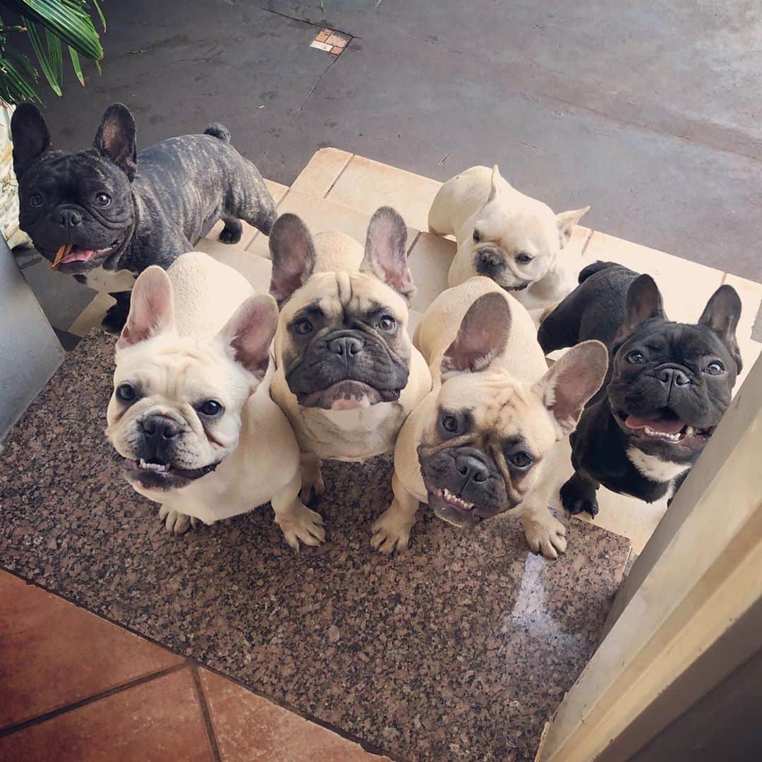 Regeneratti&Oliveira Kennelのインスタグラム：「Squad Goals 😍 #frenchiesquad #cutepuppy #frenchies1 #frenchie #frenchbulldog」