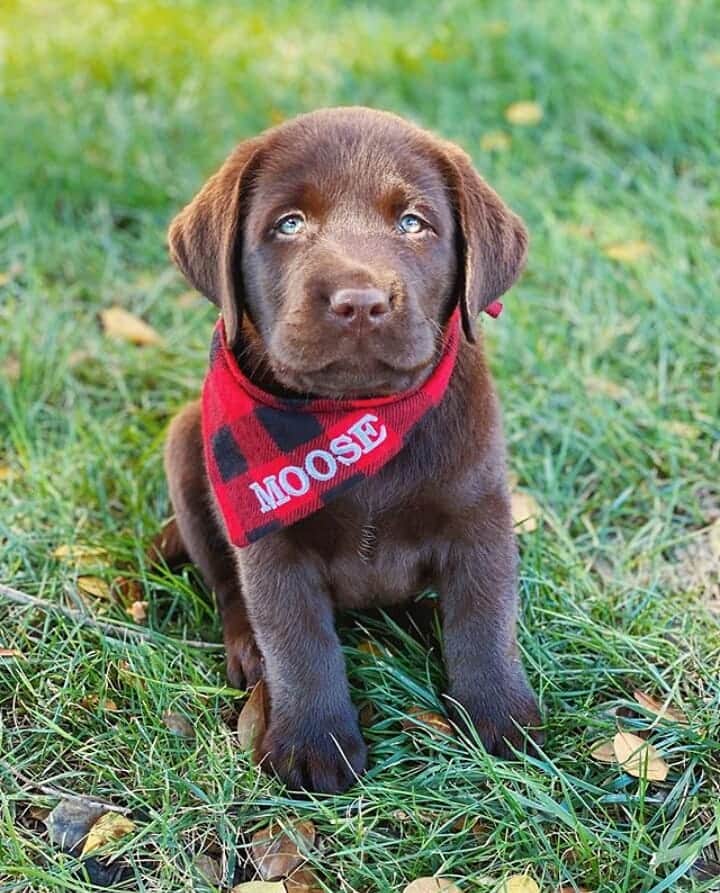 World of Labradors!さんのインスタグラム写真 - (World of Labradors!Instagram)「“My name is Moose. My mom said she named me after this big animal she sees in a place she loves called Maine. Apparently I kind of look like one, but without antlers... whatever those are.” - @the_chocolate_moose_」10月10日 1時25分 - worldoflabs