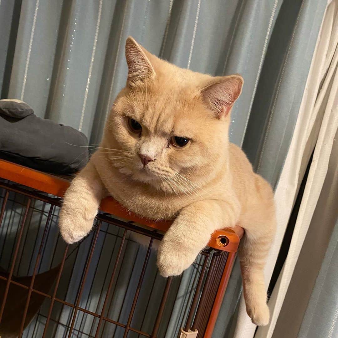 赤西涼のインスタグラム：「かわいさの塊✨ かわいいの天才💗」