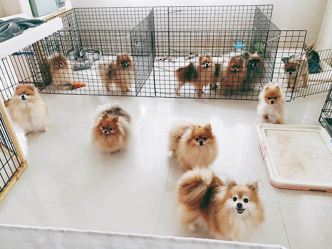 r_oseのインスタグラム：「Squad 🧸🦁🐰🦊🐹🐨🐶〰️」