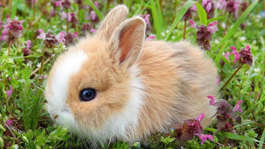 Baby Animalsさんのインスタグラム写真 - (Baby AnimalsInstagram)「Cutest baby bunny ever! 🐰」10月10日 2時19分 - thebabyanimals