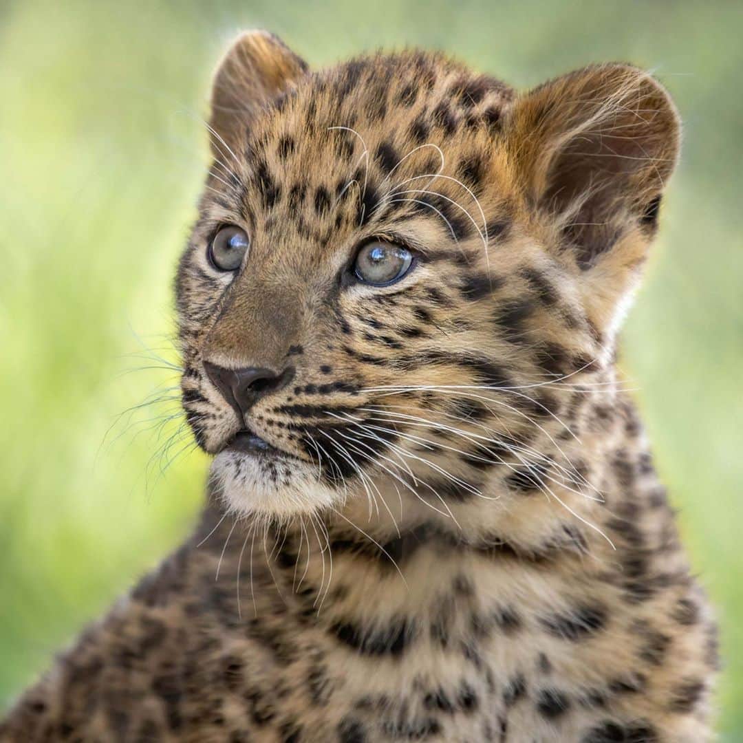 San Diego Zooさんのインスタグラム写真 - (San Diego ZooInstagram)「Tuman (pictured) & Lev are ambassadors for a species on the brink. Amur leopards are the rarest of the big cat species on the planet. It is estimated there may be as few as 85 currently living in their historic range in the Primorye region of the Russian Far East. We have joined other zoological organizations around the world to conserve #AmurLeopards. More than 94 institutions caring for over 220 leopards take part in the Global Species Management Program (GSMP)—an international conservation effort to increase regional animal populations. 📷: Penny Hyde」10月10日 8時00分 - sandiegozoo