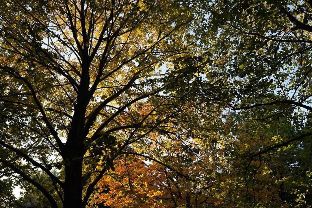 ダルビッシュ有のインスタグラム：「🍁」