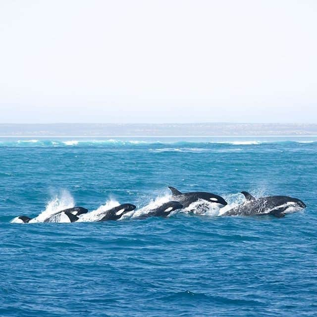 Australiaさんのインスタグラム写真 - (AustraliaInstagram)「This family of #orcas are having a whale of a time! 🐋 @samlawrencephoto captured this incredible scene while on a @ningalooreefdive #humpbackwhale tour in @australiascoralcoast. Just when they were about to head home, this pod of ten orcas unexpectedly turned up and put on a breathtaking show for the next two hours! Amazing wildlife encounters aren't uncommon in @westernaustralia's beautiful #CoralBay. The area is known for the striking #NingalooReef where you can snorkel or dive to see an array of marine life, or join a tour, like @ningaloodiscovery or @ningaloowhalesharkndive, to swim with majestic #whalesharks, manta rays and humpback whales. #seeaustralia #thisisWA #australiascoralcoast #ningalooreefdive #travel #wildlifephotography」10月10日 4時00分 - australia