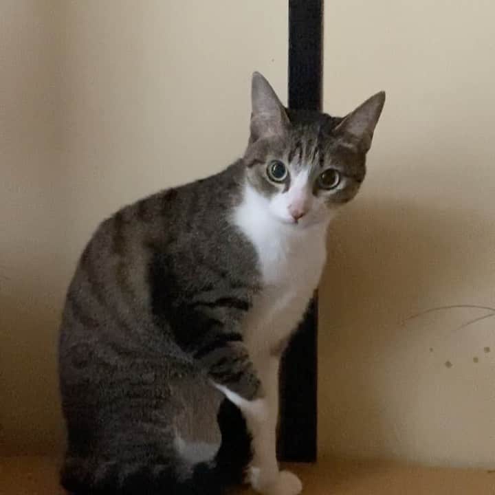 のインスタグラム：「Ohagi is licking her paws after eating. #cat #ohagi #lick #catlover #catworld #mako0mako0 #ねこ　#ねこ動画　#おはぎちゃん　#かわいい猫　#ご飯の後は #まこまこ　#ペロペロ猫 #猫のいる暮らし #猫スタグラム #猫の日常」
