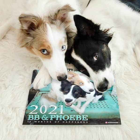 Jazzy Cooper Fostersさんのインスタグラム写真 - (Jazzy Cooper FostersInstagram)「2021 BB & PB calendar (U.S. only) Taking pre-orders today. 10% off this weekend. Code: BB10  Link in bio. Sorry! U.S. only. The shipping cost to another country is more expensive than the calendar itself. 😕」10月10日 4時42分 - bordernerd