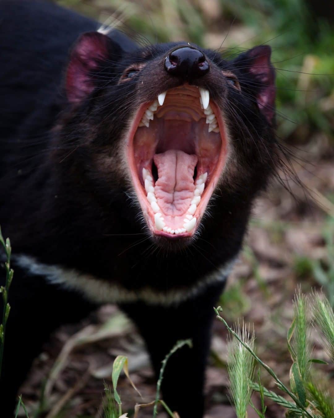 Discoveryさんのインスタグラム写真 - (DiscoveryInstagram)「Marsupial carnivores, Tasmanian Devils, have been reintroduced to Australia’s mainland for the first time in 3,000 years. Their jaws can open to 80 degrees wide, giving them a powerful bite that can cut through metal.  #tasmaniandevil #australia #endangeredspecies #conservation #wildlife #successstory」10月10日 5時30分 - discovery
