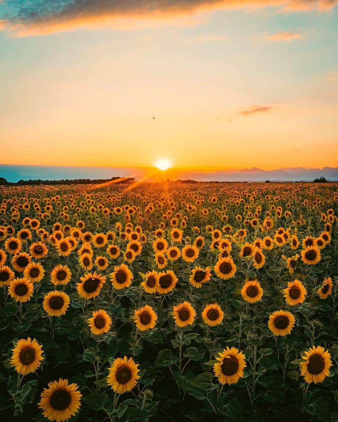 Canon Photographyさんのインスタグラム写真 - (Canon PhotographyInstagram)「Sunflowers and Italy, does it get much better? 🌻 Staring out into this field must be such an enriching experience - tag who you would go with!  @davide.anzimanni  Curated by @ianharper  #hellowyellow」10月10日 5時53分 - cpcollectives