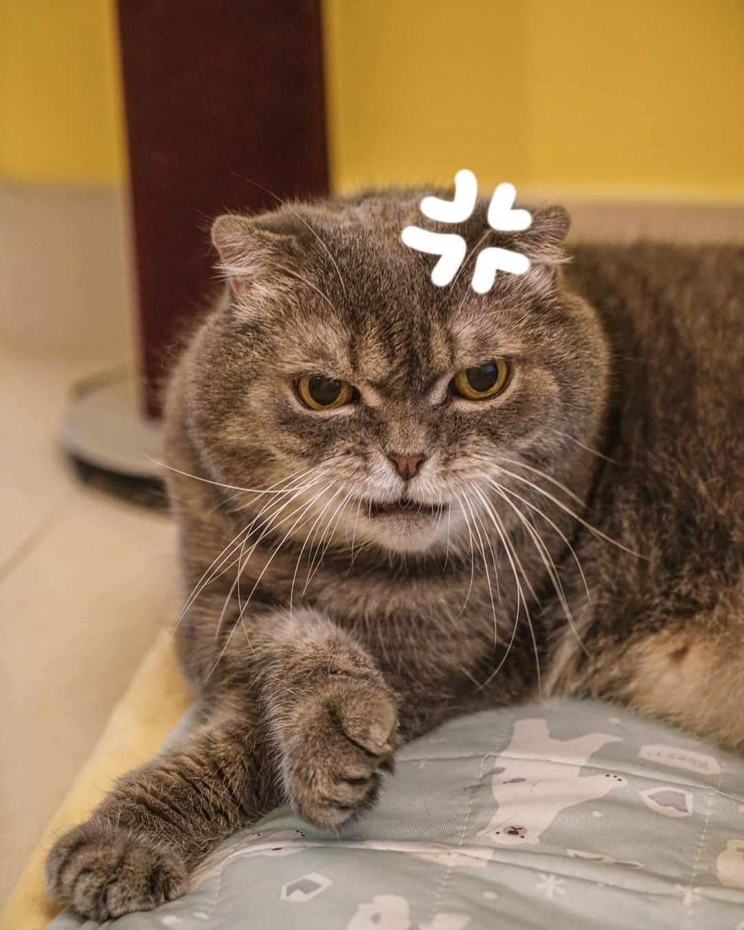 Aww Clubのインスタグラム