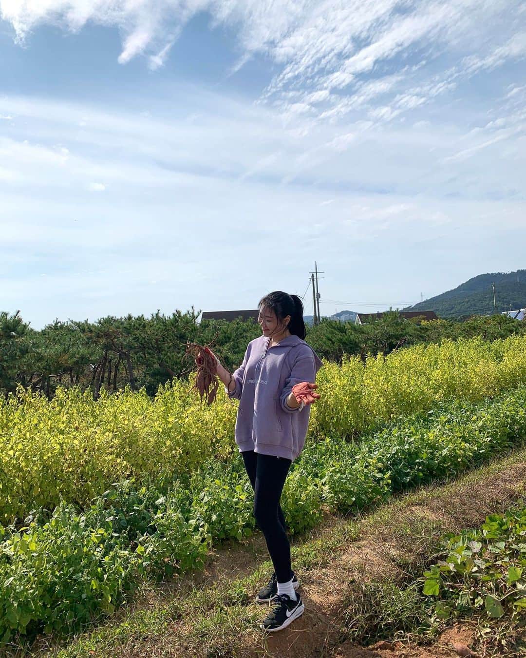 金海珍のインスタグラム：「고구마!!🍠 . #할아부지댁 #고구마캐기 #낼몸살예약😂」