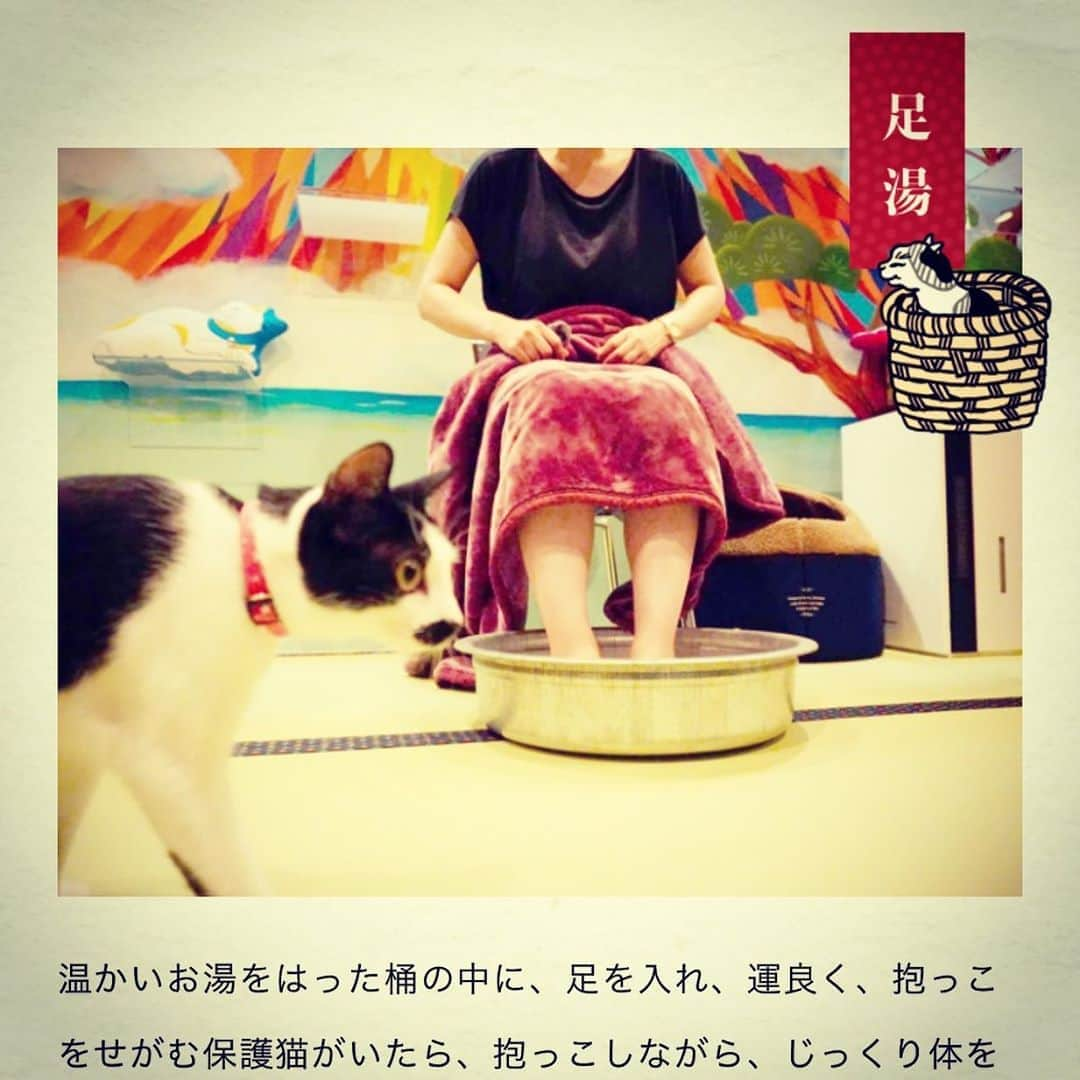 小野さゆりさんのインスタグラム写真 - (小野さゆりInstagram)「大阪出張したい 猫浴場いって、猫旅籠泊まって、りくろーおじさん買って帰るんだ。  #旅館　#猫旅館　#猫銭湯　#銭湯　#猫　#cat #猫浴場　#銭湯の日」10月10日 16時02分 - sayuriono0301