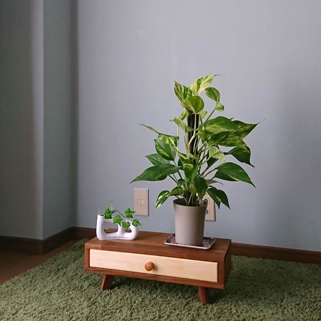 minneさんのインスタグラム写真 - (minneInstagram)「シンプルに1つ引き出しがついた、小さな脚付きの台。⠀ 棚の上に置いてディスプレイに高低差をつけたり、床に直接置いて植物を飾ったり。⠀ 触り心地の良さそうな、しっとりとした質感も素敵です。⠀ ⠀ 小さな台/くもやさん ( @kumoseisakusho )⠀ https://minne.com/items/19131762⠀ ⠀ #木製家具 #ディスプレイ台 #ローボード #花台 #プランタースタンド #ディスプレイ棚 #植物のある暮らし #minne #ミンネ #ハンドメイド #handmade #プレゼント #ギフト #ハンドメイド作品 #手作り」10月10日 16時02分 - minne_official
