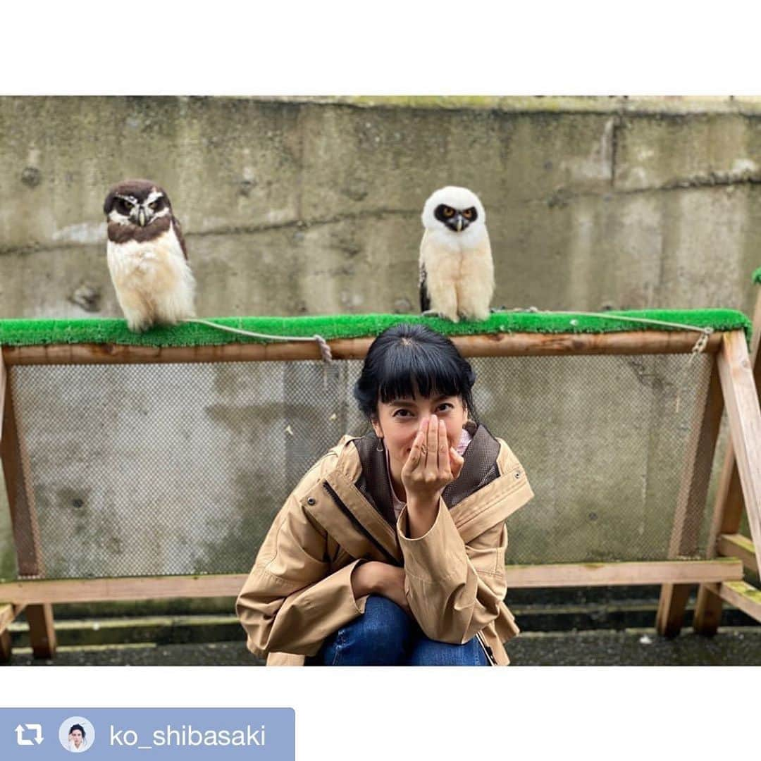 【公式】３５歳の少女さんのインスタグラム写真 - (【公式】３５歳の少女Instagram)「今夜よる19時から I LOVE みんなの動物園🦁 #柴咲コウ さん出演✨  22時からは #三十五歳の少女 スタート✨  🐢🐢🐢 #repost @ko_shibasaki  いろんな子がいらっしゃいました🐥🐕 夜10時からのドラマ観てね  #みんなのどうぶつ園 #高岸 さん #相葉雅紀 さん #橋本環奈 さん #柴咲コウ #どうぶつ」10月10日 16時05分 - shojo35