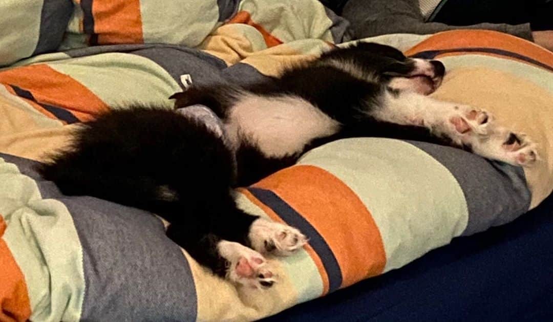 柏原竜二さんのインスタグラム写真 - (柏原竜二Instagram)「愛犬はお布団で気持ちよさそうに寝てますが、飼い主はこれからお仕事です。」10月10日 16時25分 - ryuji.kashiwabara